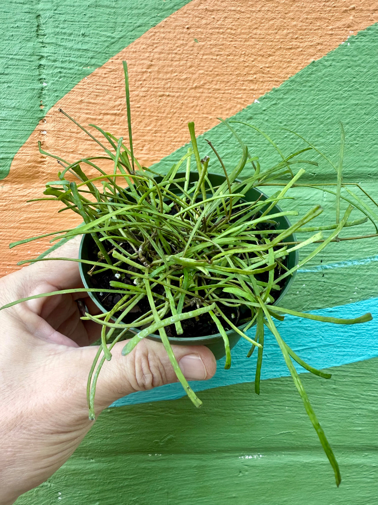 4" Hoya retusa