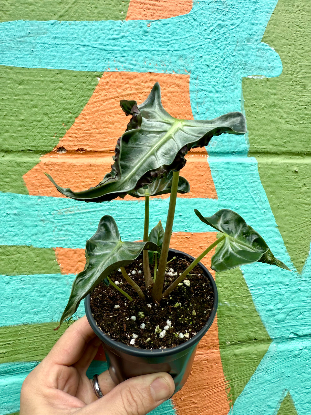 4" Alocasia ‘Loco’