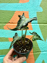 4" Alocasia ‘Loco’