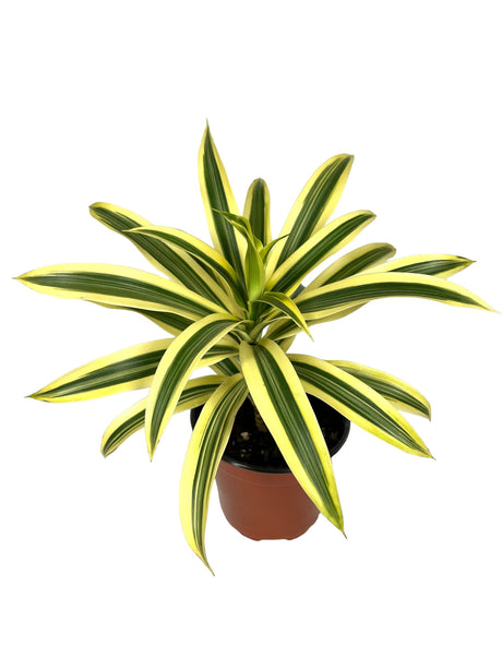 4" Dracaena Song of India - Canopy Plant Co.