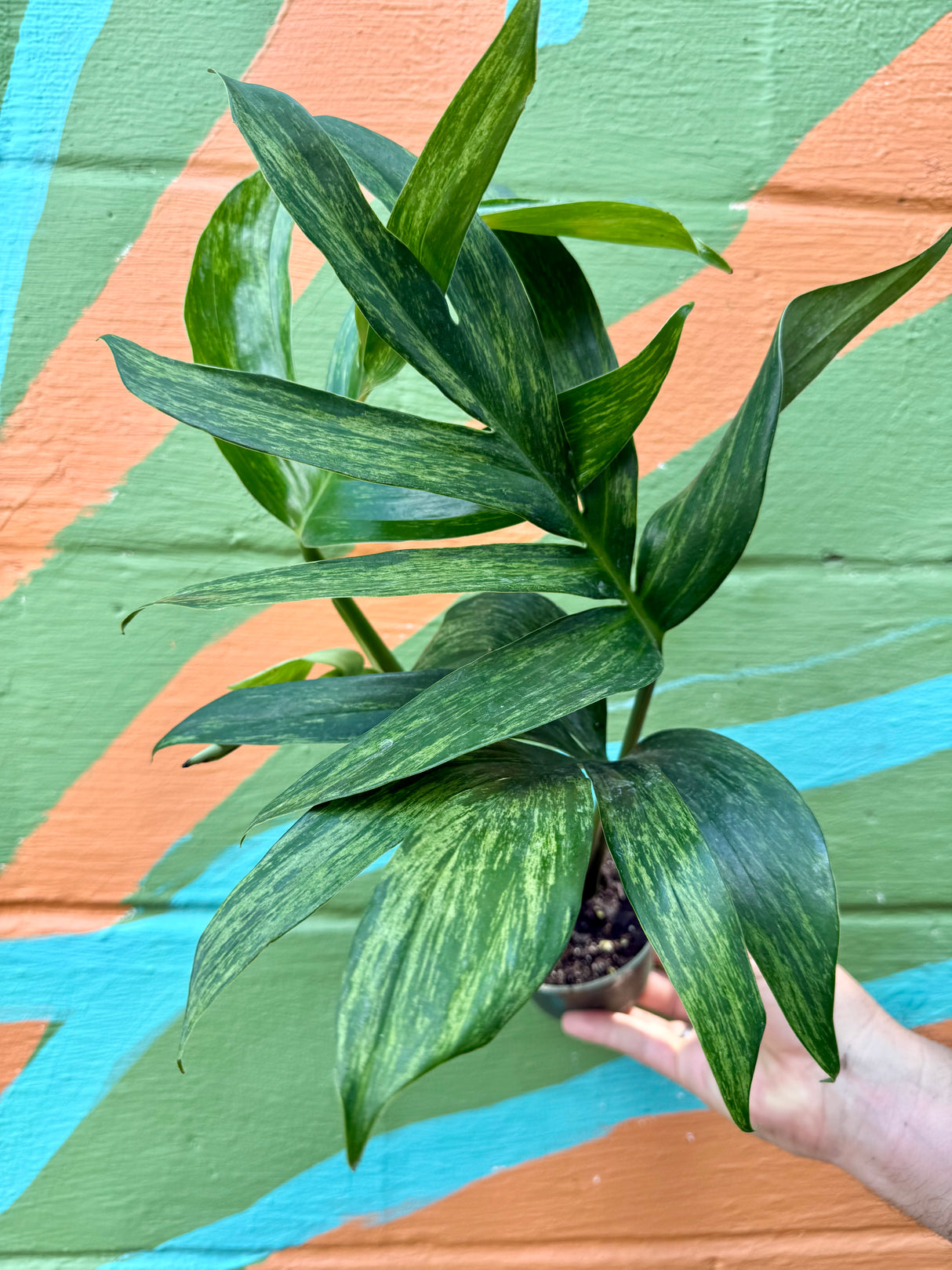 4" Rhaphidophora decursiva variegated - Canopy Plant Co.