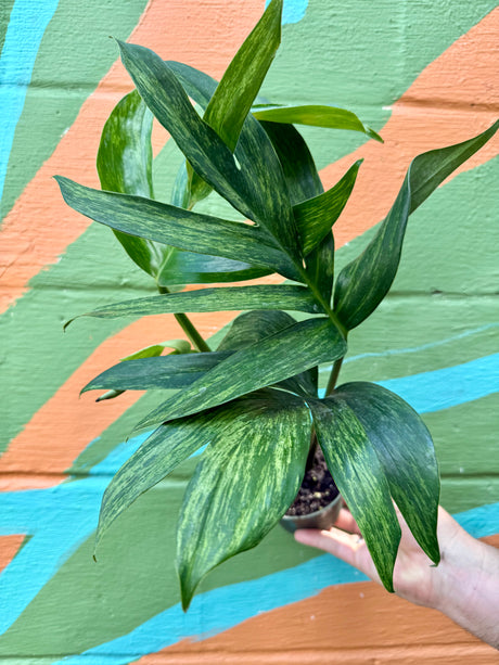 4" Rhaphidophora decursiva variegated - Canopy Plant Co.