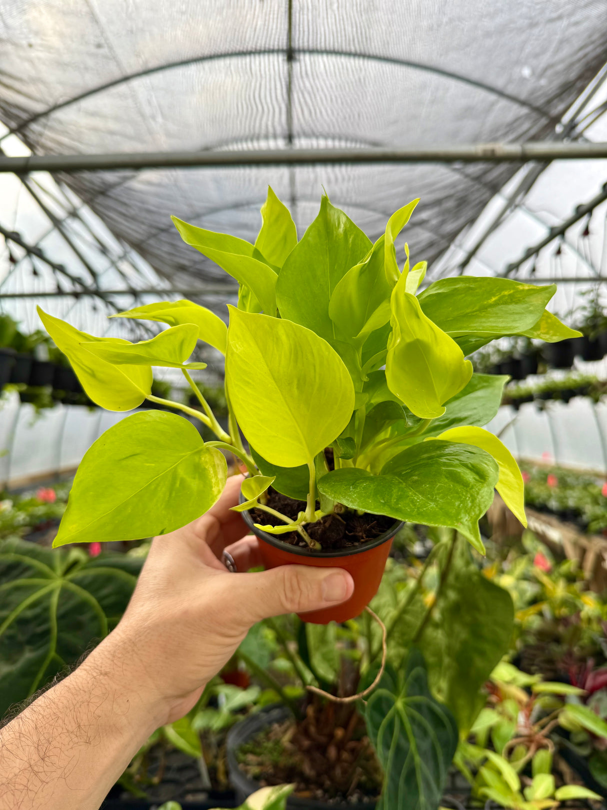 4" Pothos ‘Champs Elysees’