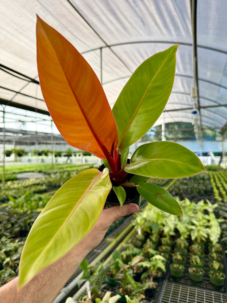 4" Philodendron ‘Prince Of Orange’