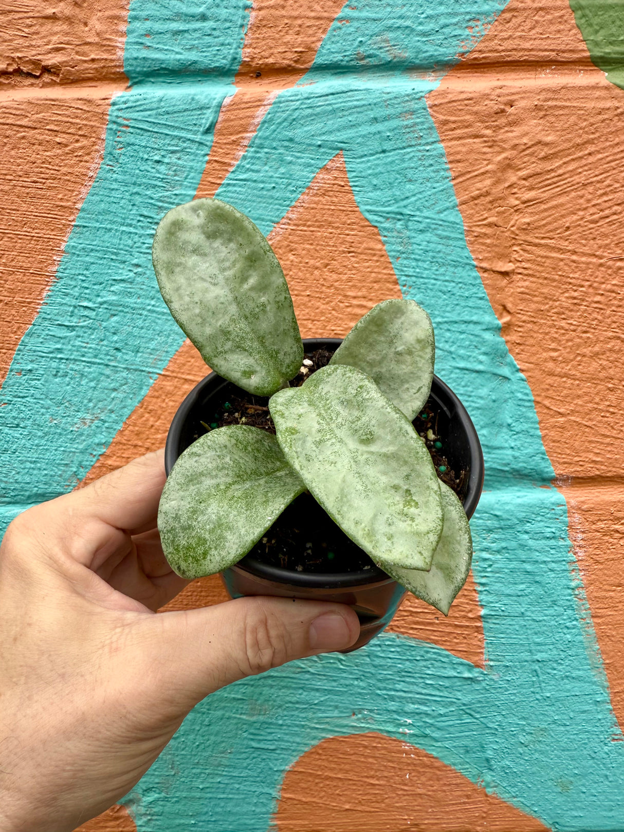 4" Hoya 'Nova Ghost' - Canopy Plant Co.