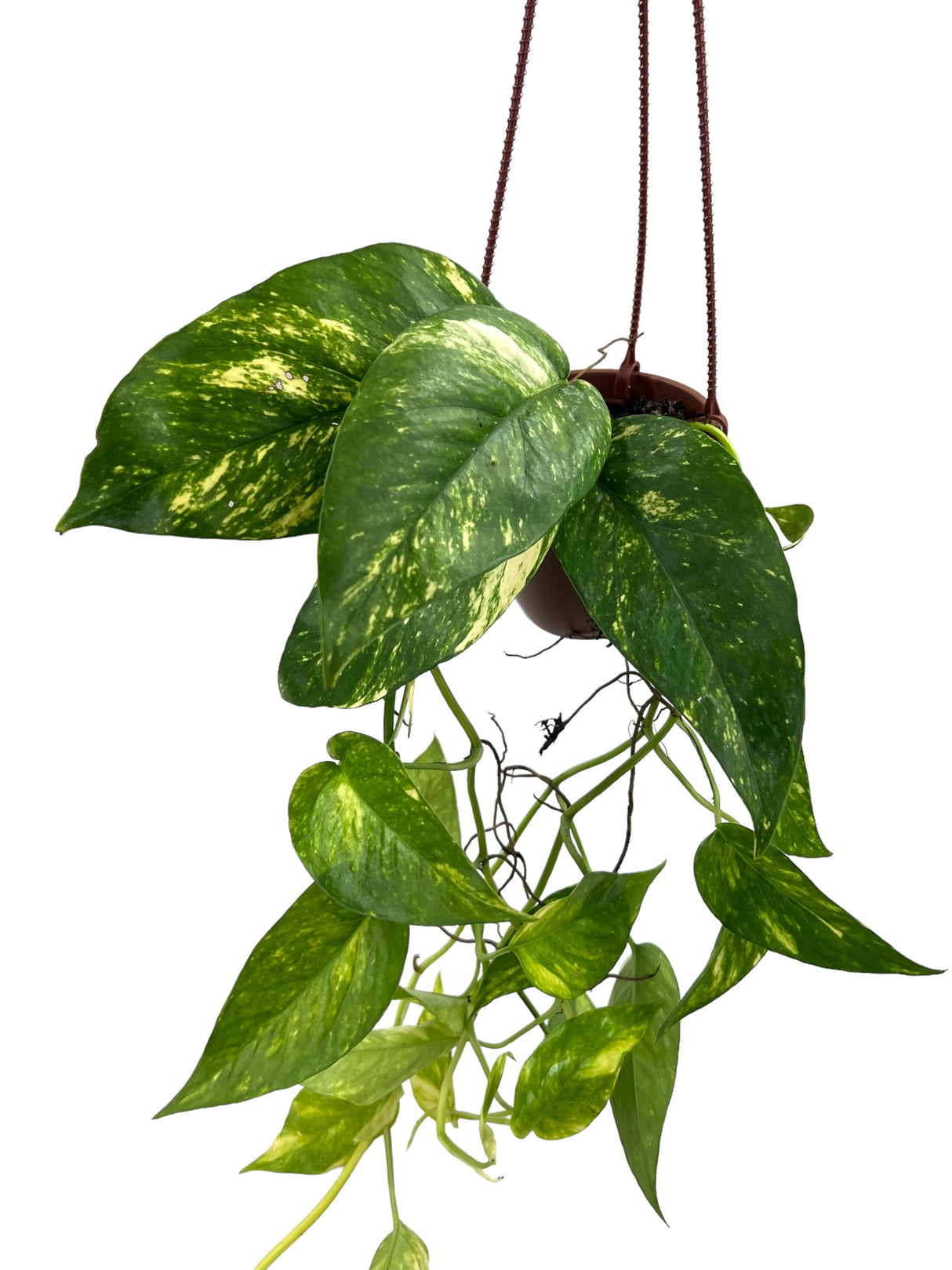 4" Epipremnum pinnatum neon (variegated) hanging basket