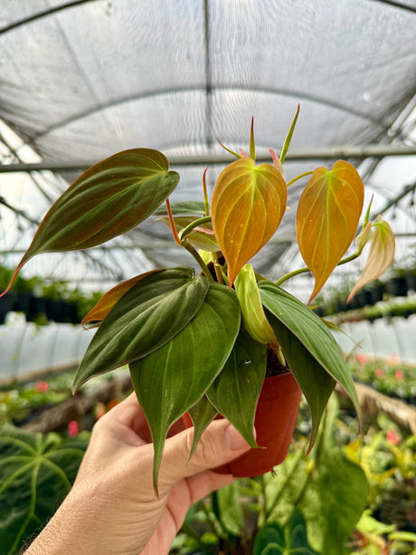 4” Philodendron ‘Micans’