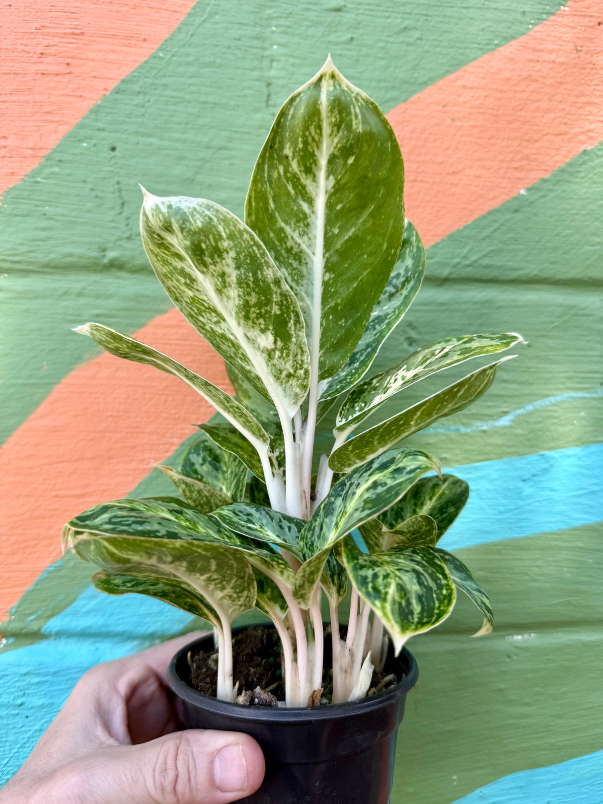 4” Aglaonema 'Green Papuma'