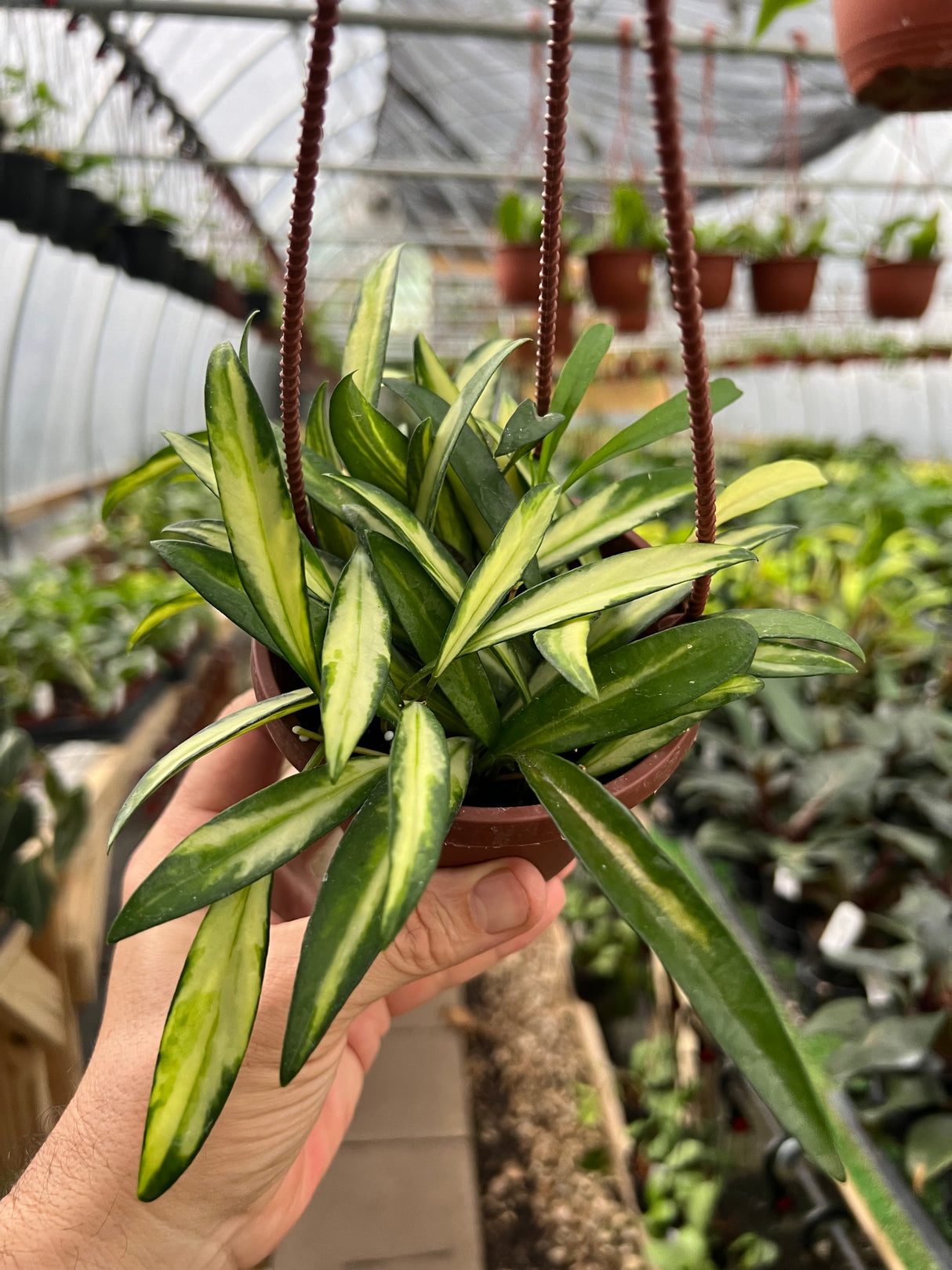 4" Hoya wayetii variegated hanging basket