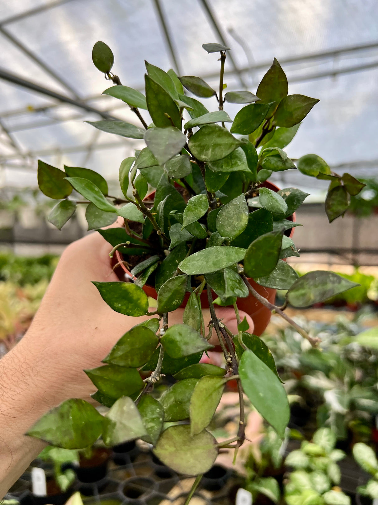 4" Hoya krohniana 'Black’