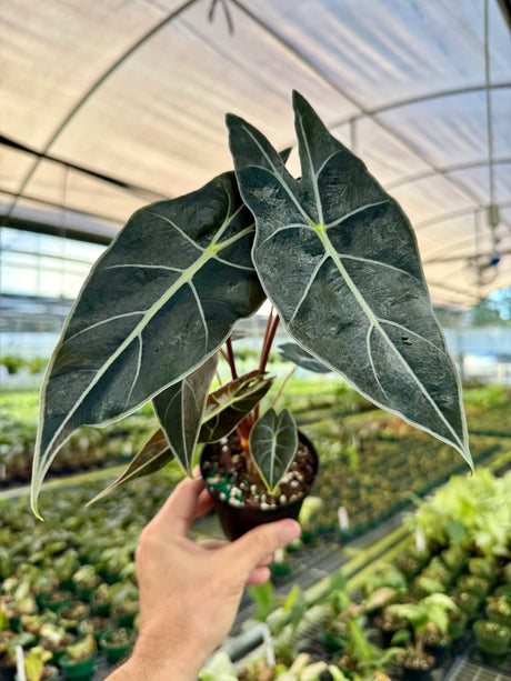 4" Alocasia ‘Dragons Tooth’