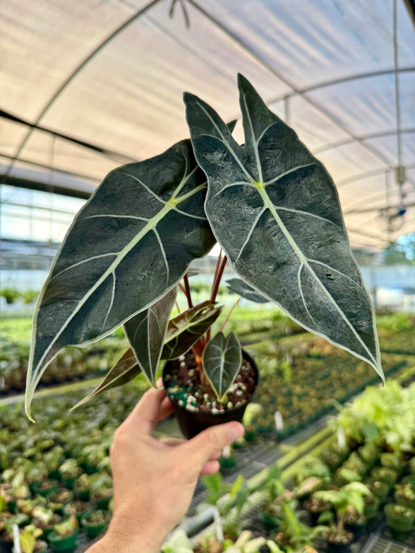 Healthy Alocasia ‘Dragons Tooth’ plant with large, glossy green leaves featuring distinctive tooth-like edges, from Canopy Plant Co.