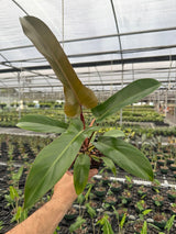 4” Philodendron 'Florida Bronze'