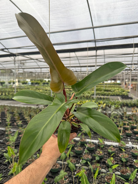 4” Philodendron 'Florida Bronze'