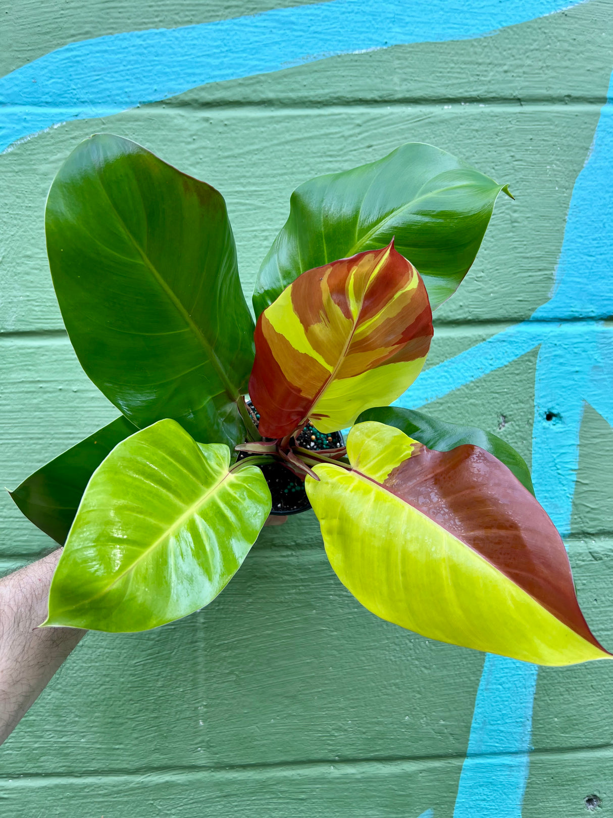 4" Philodendron ‘Red Moon’ - Canopy Plant Co.