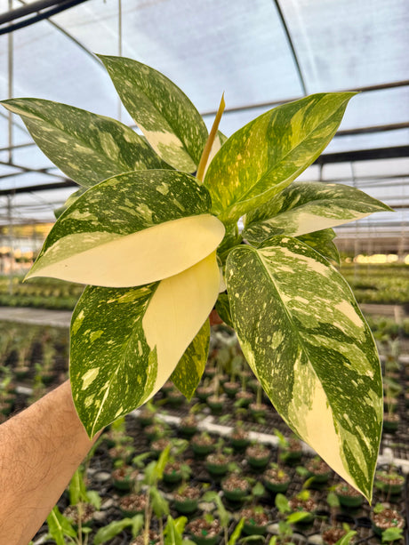 4" Philodendron 'Green Congo Nuclear'