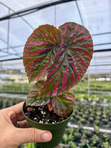 4" Begonia brevirimosa 'Exotica'