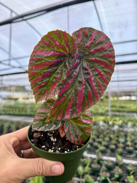 4" Begonia brevirimosa 'Exotica'