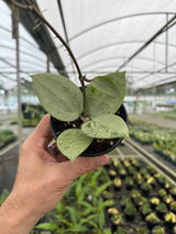 4" Hoya verticillata 'Silver Heart'
