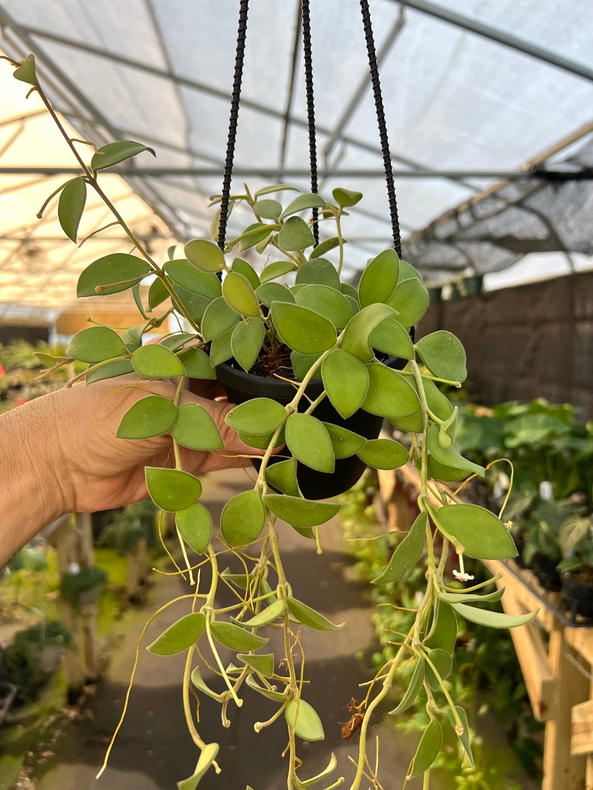 4" Hoya nummularioides hanging basket