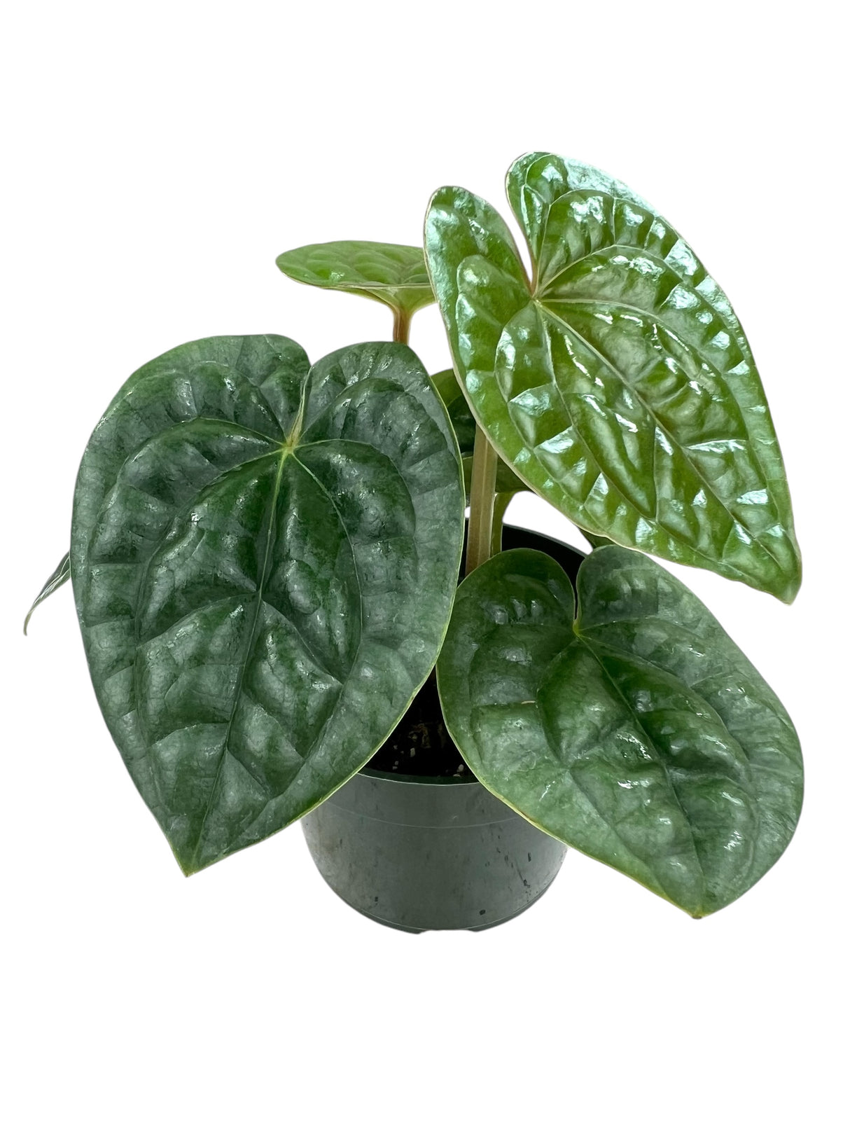 4” Anthurium luxurians