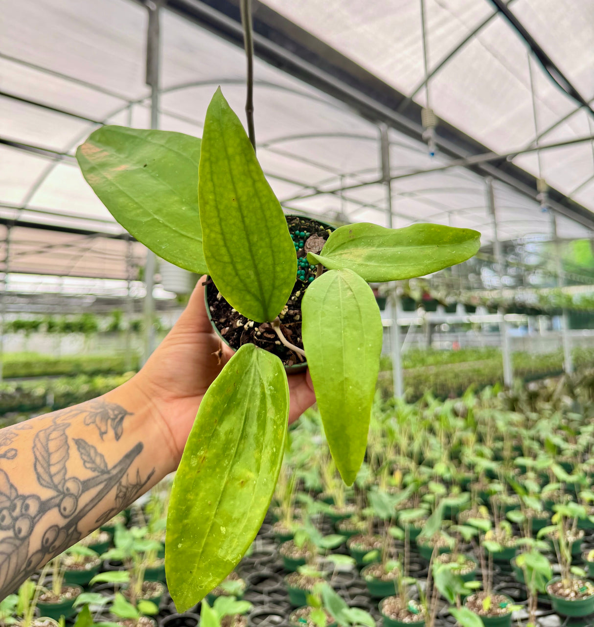 4” Hoya rigida