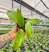 4” Hoya rigida