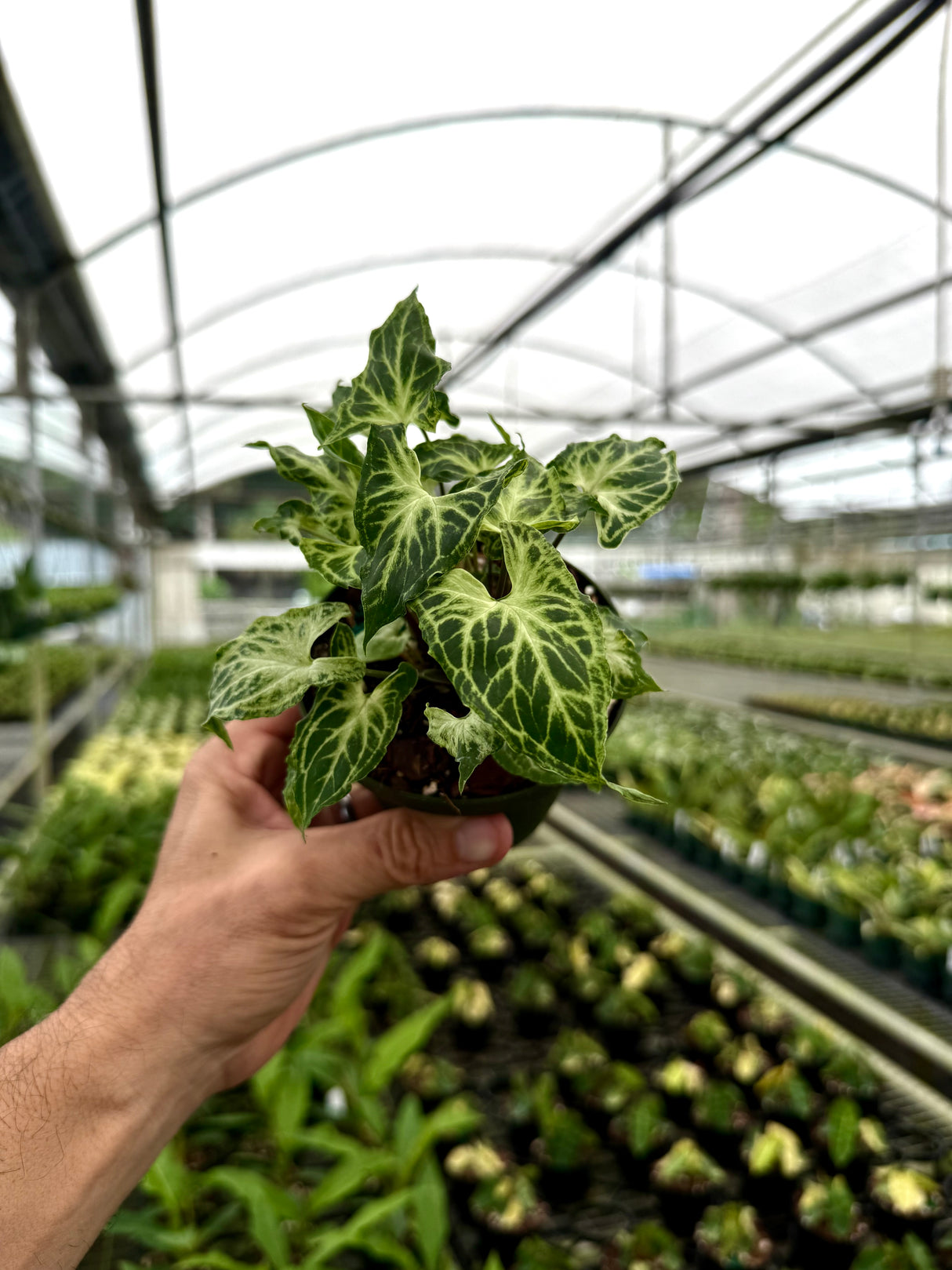 4" Syngonium ‘Batik’