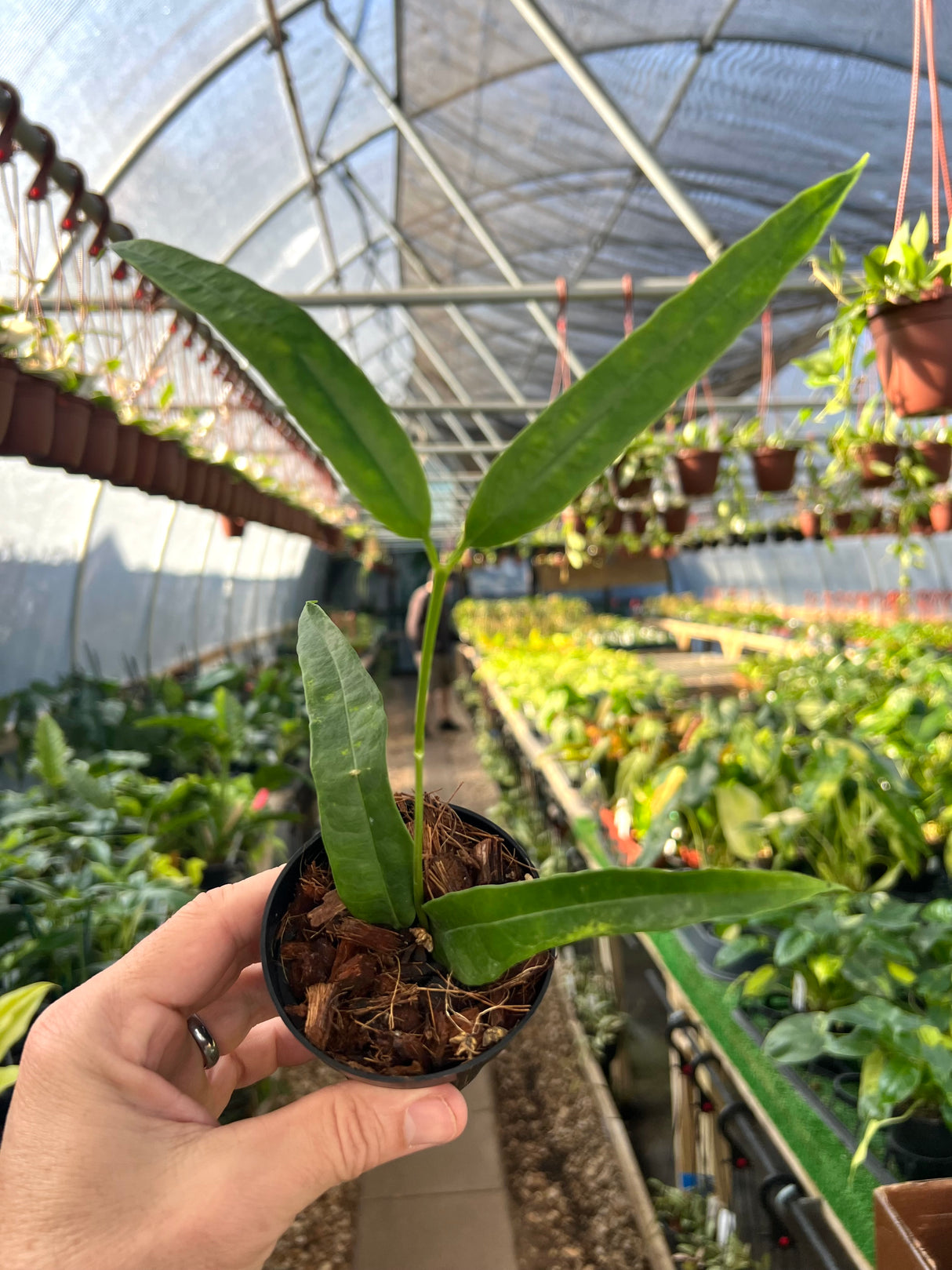 3" Hoya platycaulis