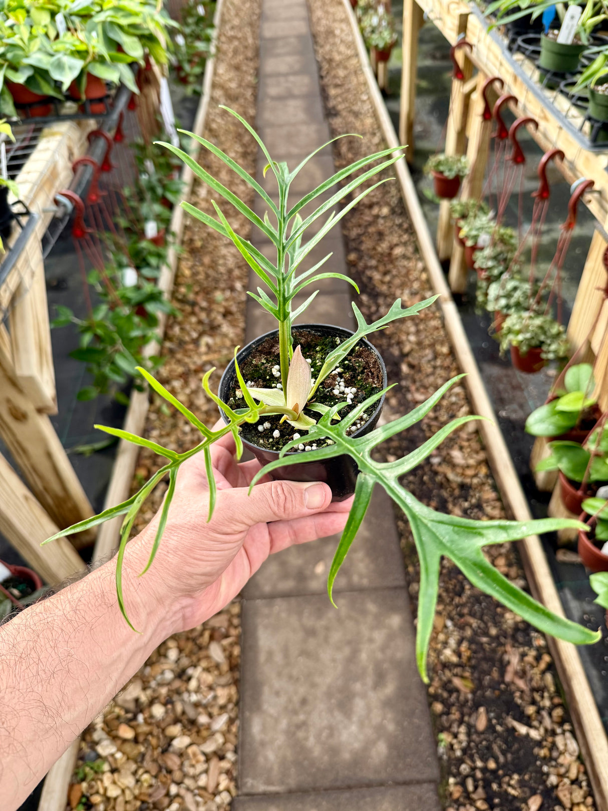 4” Philodendron tortum