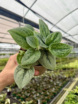 5" Scindapsus 'Green Anaconda'