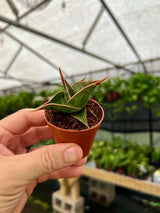 2" Sansevieria pinguicula 'Walking Sansevieria' - Canopy Plant Co.