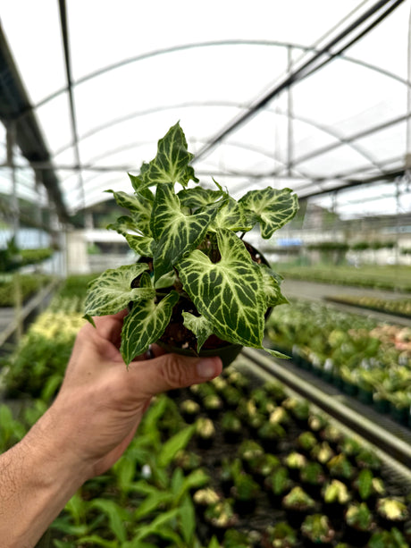 4" Syngonium ‘Batik’
