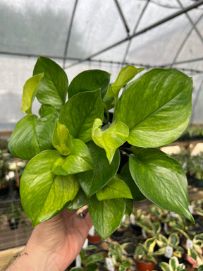 6" Pothos Lemon Top - Canopy Plant Co.
