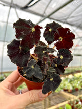 4" Begonia Dark Mambo