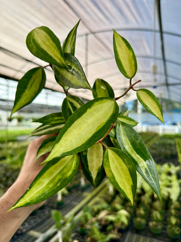 Hoya latifolia 'Pot of Gold' plant in a pot, featuring broad variegated leaves with yellow and green coloring, from Canopy Plant Co.