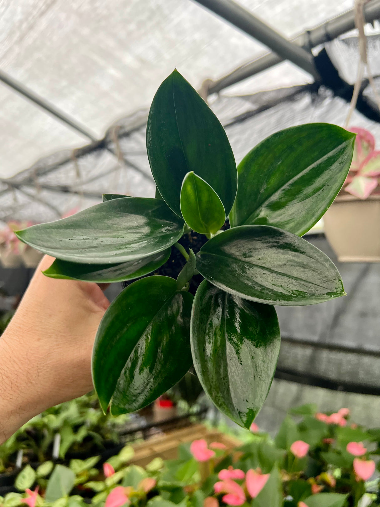4” Scindapsus treubii 'Dark Form'
