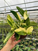6" Monstera standleyana aurea (yellow variegated)