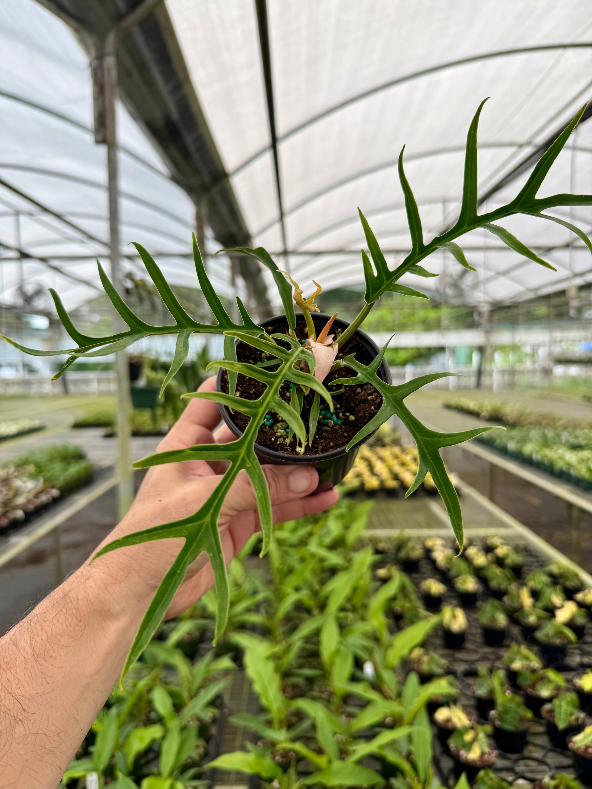 philodendron tt 4” Philodendron tortum – Canopy Plant Co