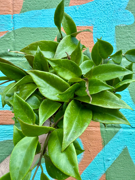 6” Hoya ‘Sunrise’ - Canopy Plant Co.