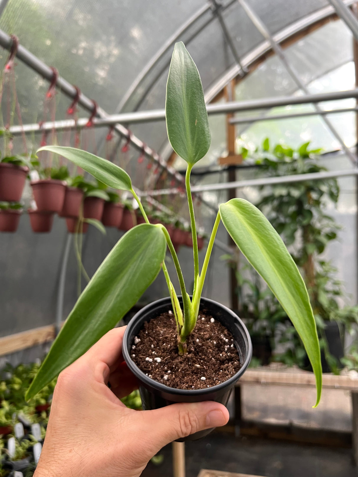 4” Monstera Burle Marx Flame