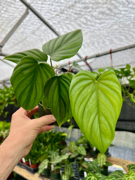 4" Philodendron sp. Colombia ‘El Guapo’ - Canopy Plant Co.