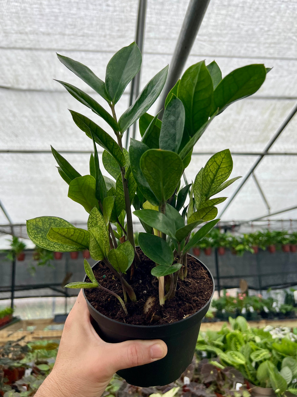 6" Zamioculcas zamiifolia 'Chameleon'