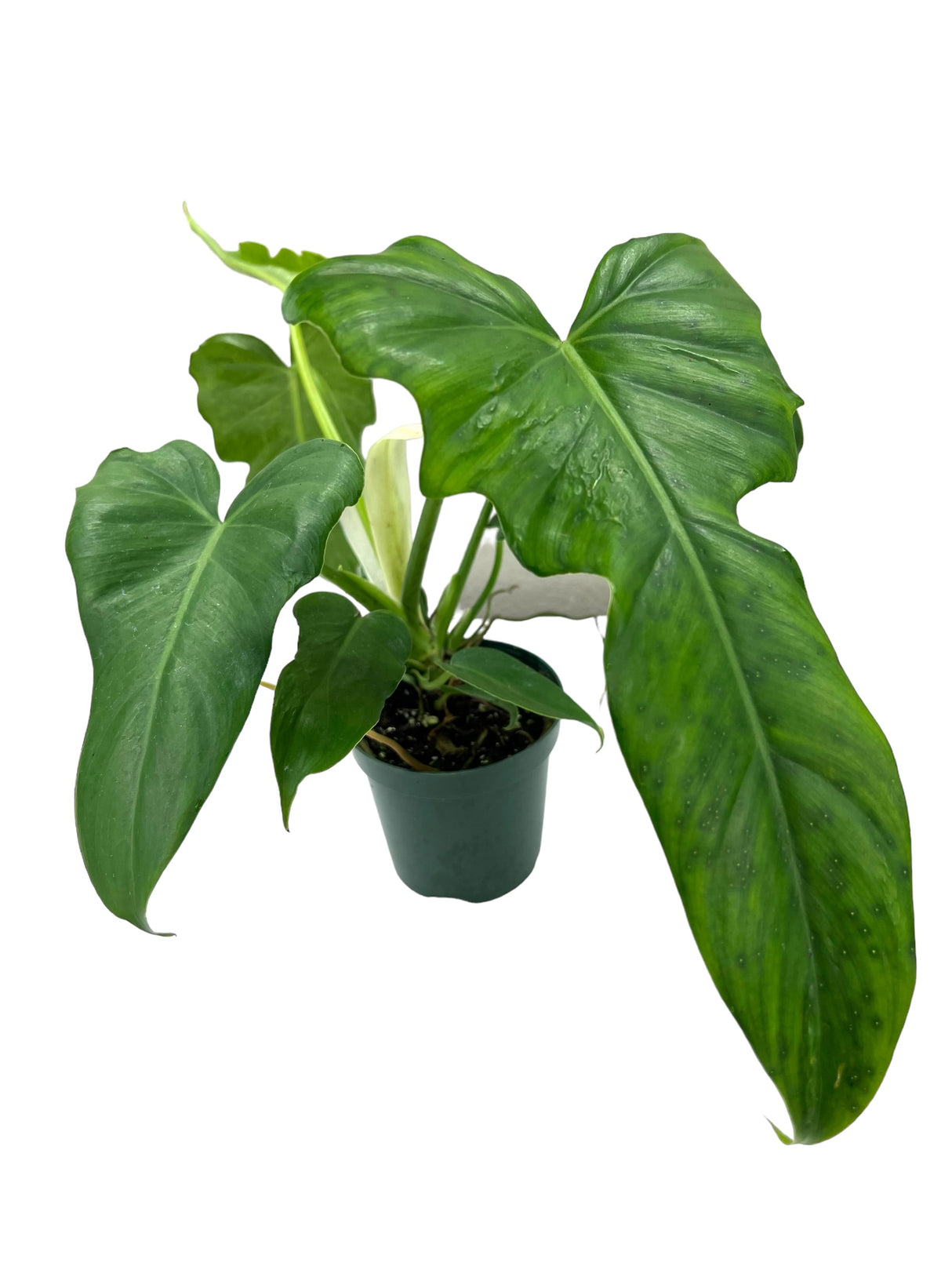 4" Philodendron Golden Dragon