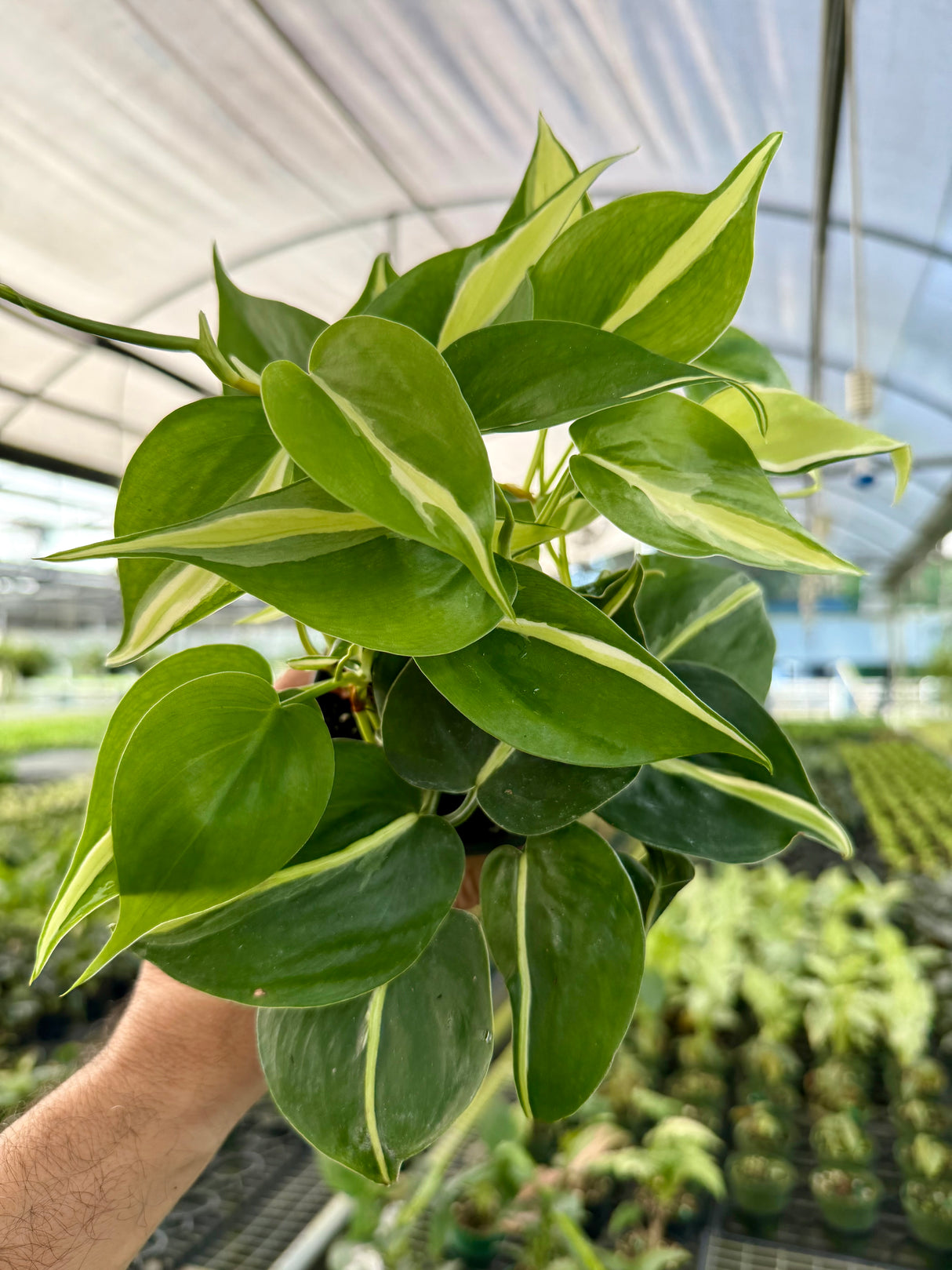 4" Philodendron ‘Silver Stripe’
