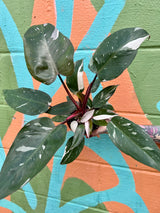 4" Philodendron ‘Red Anderson’