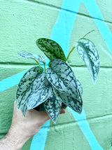 4" Scindapsus 'Silver Lady'