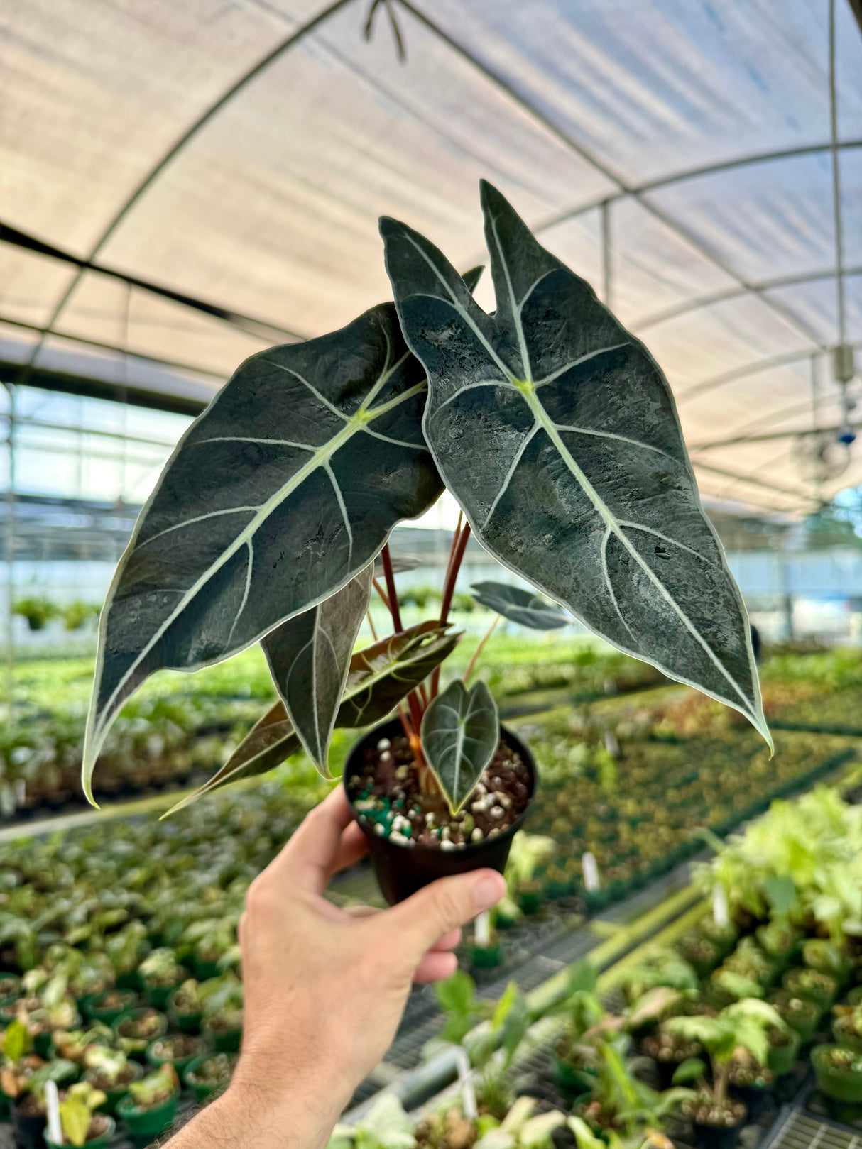 4" Alocasia ‘Dragons Tooth’