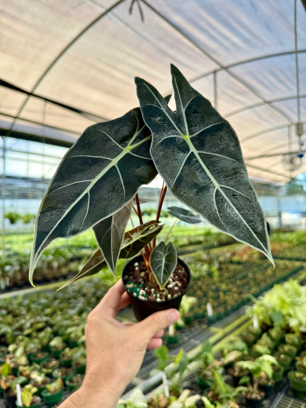 Alocasia ‘Dragons Tooth’ plant from Canopy Plant Co. featuring large, glossy, arrow-shaped leaves with prominent teeth edges.