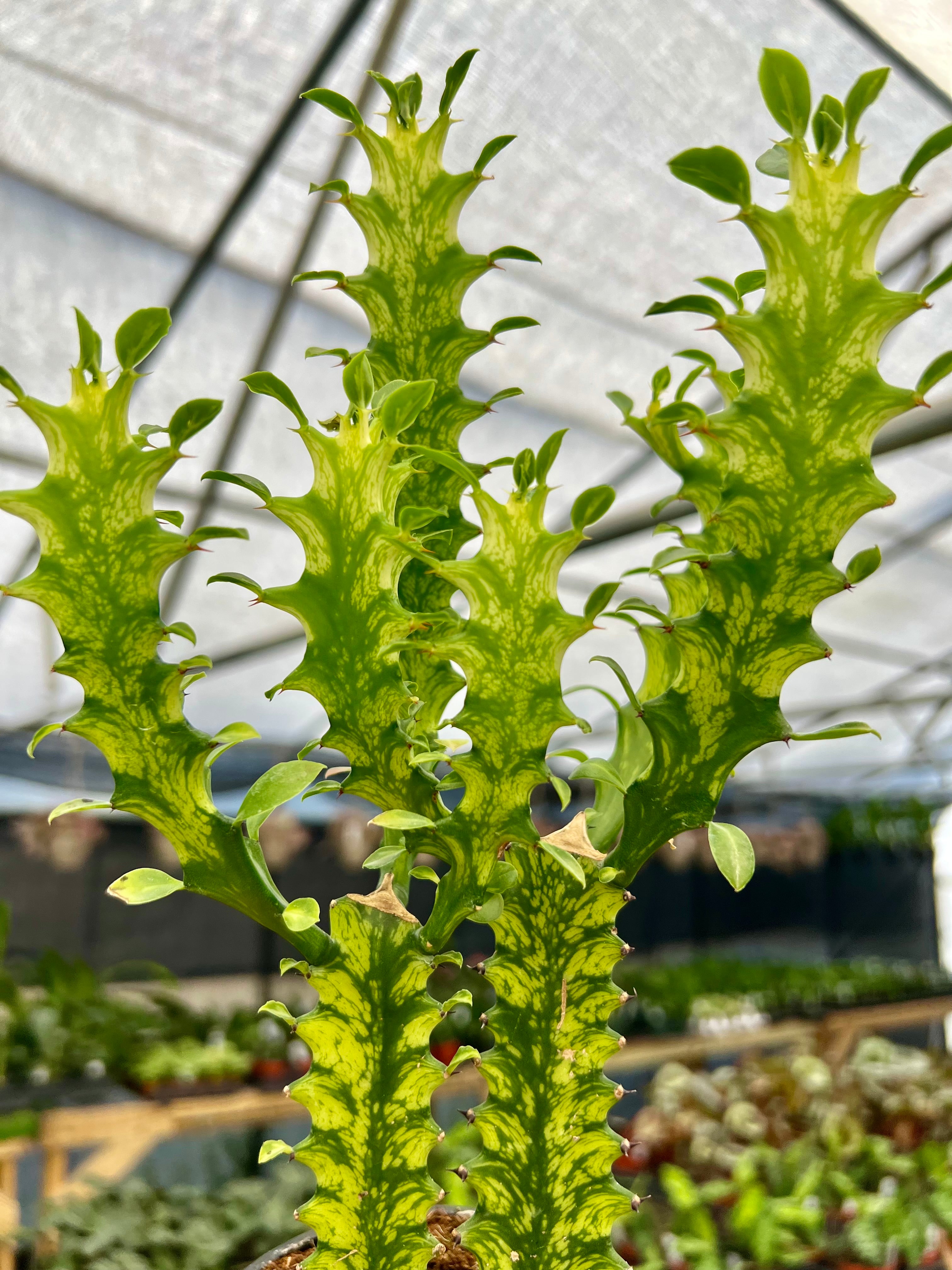 New Rare and Uncommon Plants – Page 6 – Canopy Plant Co.